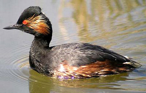   (Podiceps nigricollis)