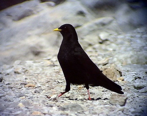   (Pyrrhocorax graculus)