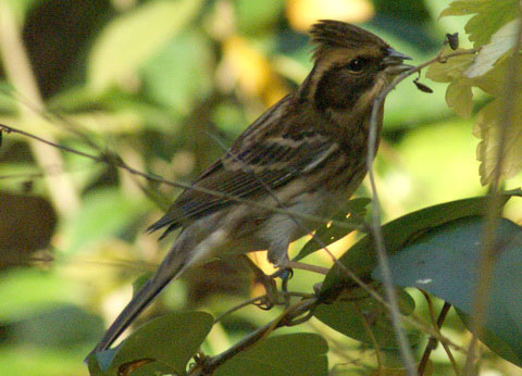 - (Emberiza rustica)