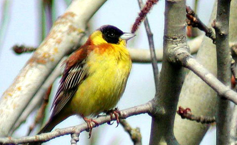   (Emberiza melanocephala)