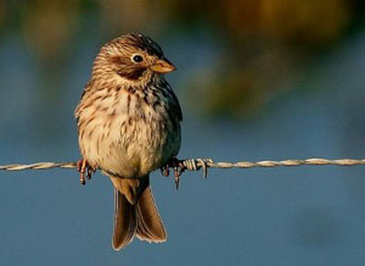  (Emberiza calandra)