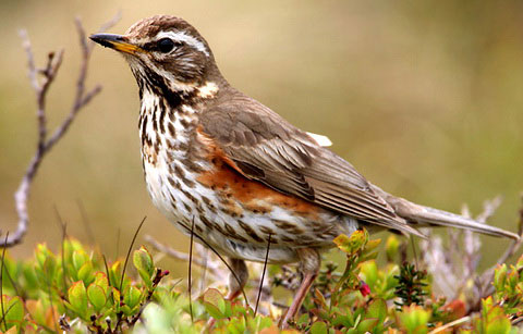  (Turdus iliacus)