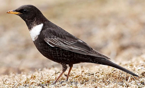   (Turdus torquatus)