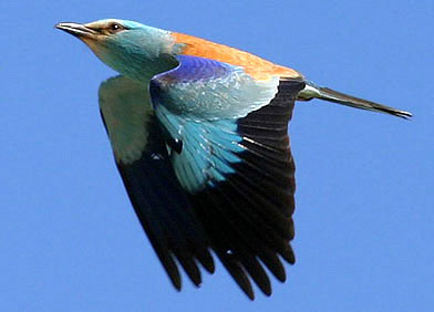 ,  (Coracias garrulus)