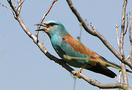 ,  (Coracias garrulus)