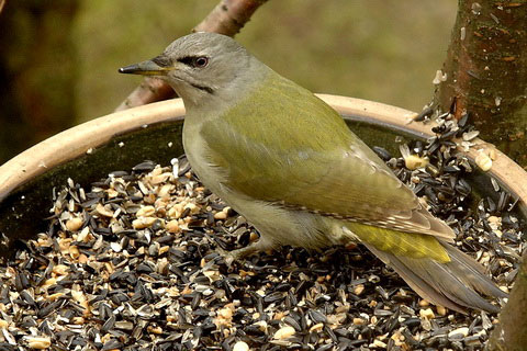 ,   (Picus canus)