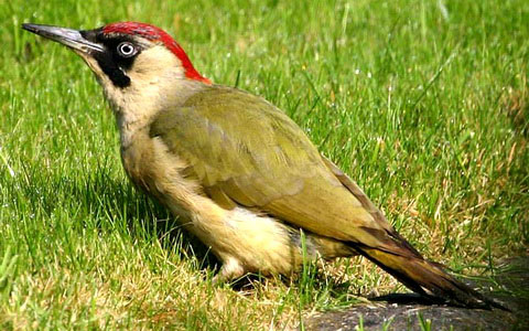   (Picus viridis)