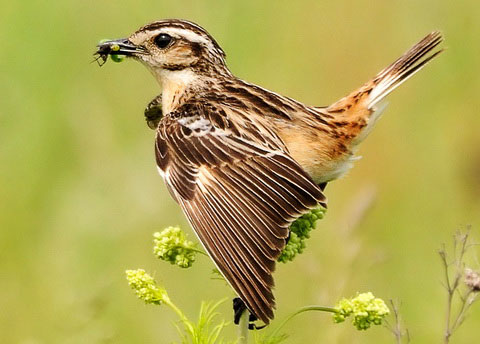   (Saxicola rubetra)