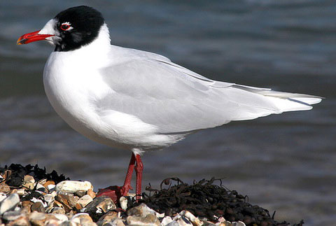   (Larus melanocephalus)