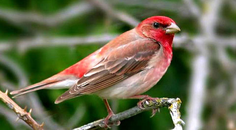  (Carpodacus erythrinus)