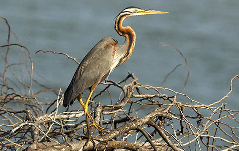   (Ardea purpurea)