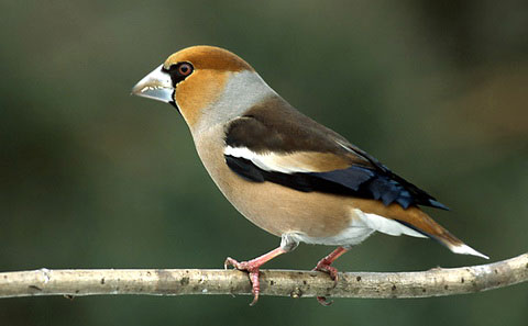   (Coccothraustes coccothraustes)