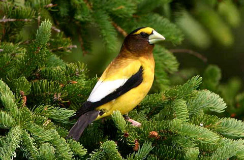   (Coccothraustes vespertinus)