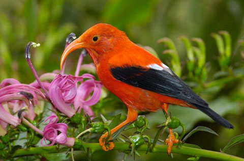     (Vestiaria coccinea)