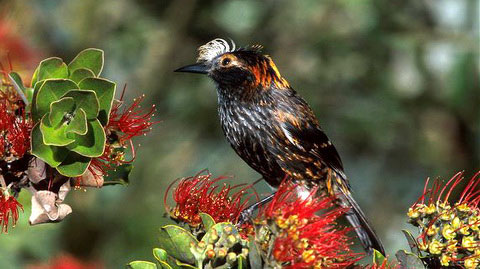 Хохлатая Гавайская цветочница (Palmeria dolei)