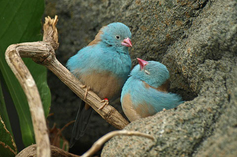   (Uraeginthus cyanocephala)