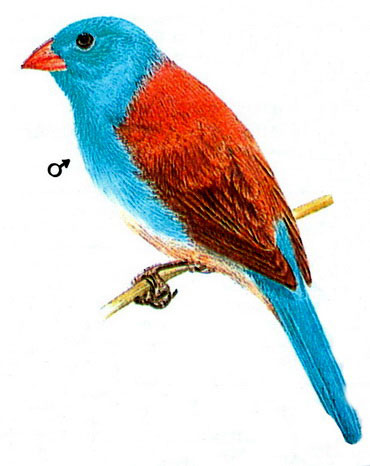   (Uraeginthus cyanocephala)