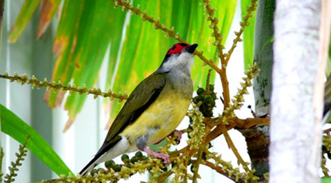 Тиморская фиговая иволга (Sphecotheres viridis)