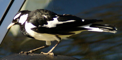   (Grallina cyanoleuca)