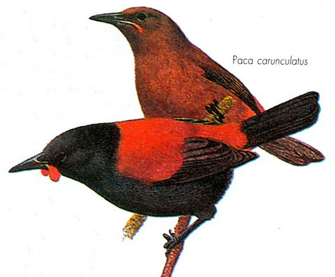 Рыжеспинный новозеландский скворец (Philesturnus carunculatus)