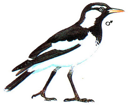   (Grallina cyanoleuca)