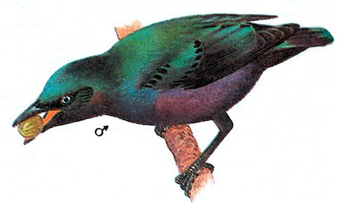   (Lamprotornis splendidus)