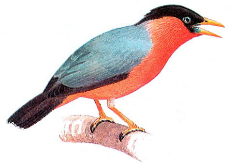     (Sturnus pagodarum)