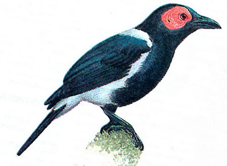   (Sarcops calvus)