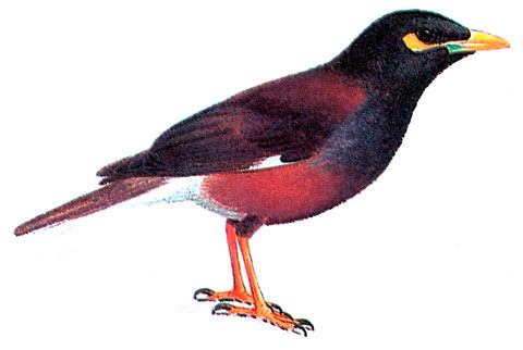   (Acridotheres tristis)