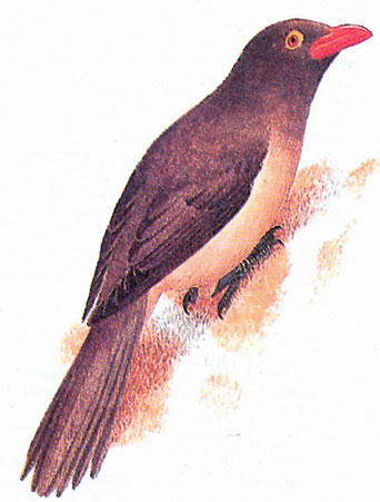    (Buphagus erythrorhynchus)