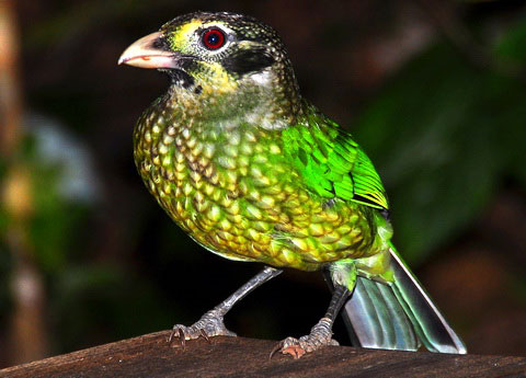 Зеленая птица-кошка (Ailuroedus melanotis)