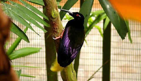 Нитчатая райская птица (Seleucidis melanoleuca)