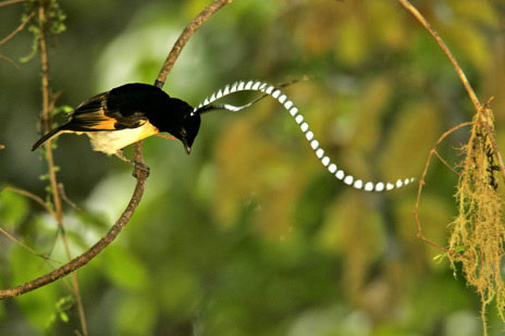 Чешуйчатая райская птица (Pteridophora alberti)