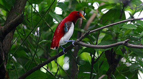 Королевская райская птица (Cicinnurus regius)