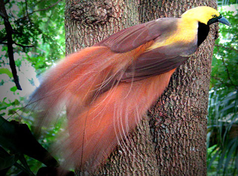 Большая райскя птица (Paradisaea  raggiana)