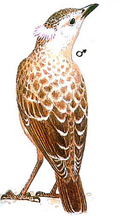 Большая беседковая птица (Chlamydera nuchalis)