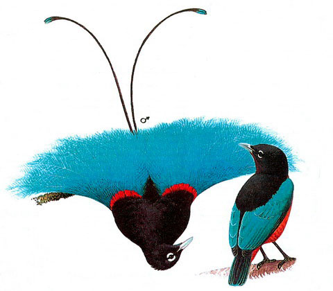 Синяя райская птица (Paradisaea rudolphi)