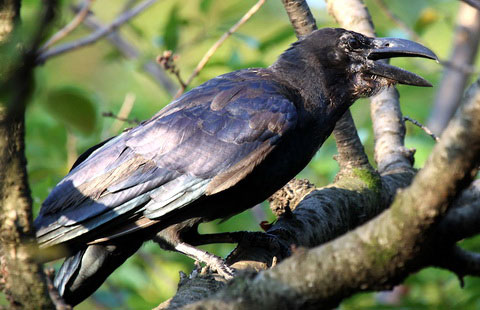   (Corvus macrorhynchos)