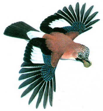   (Garrulus glandarius)