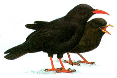  (Pyrrhocorax pyrrhocorax)