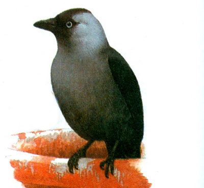   (Corvus monedula)