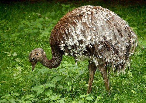     (Rhea pennata)