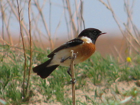   (Saxicola torquata)