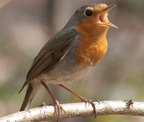 ,  (Erithacus rubecula)