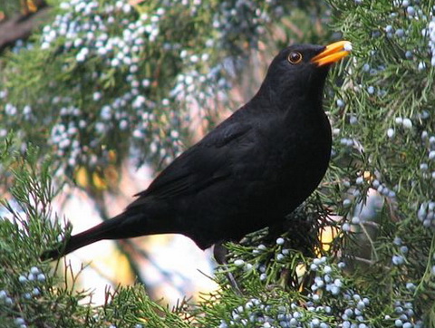   (Turdus merula)