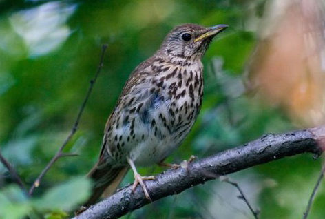   (Turdus philomelos)