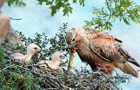 - (Buteo rufinus)