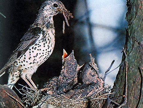  (Turdus viscivorus)