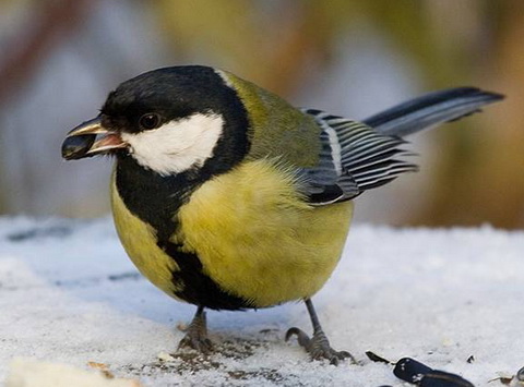   (Parus major)