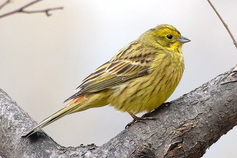   (Emberiza citrinella)